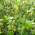Pittosporum heterophyllum fruits P2D
